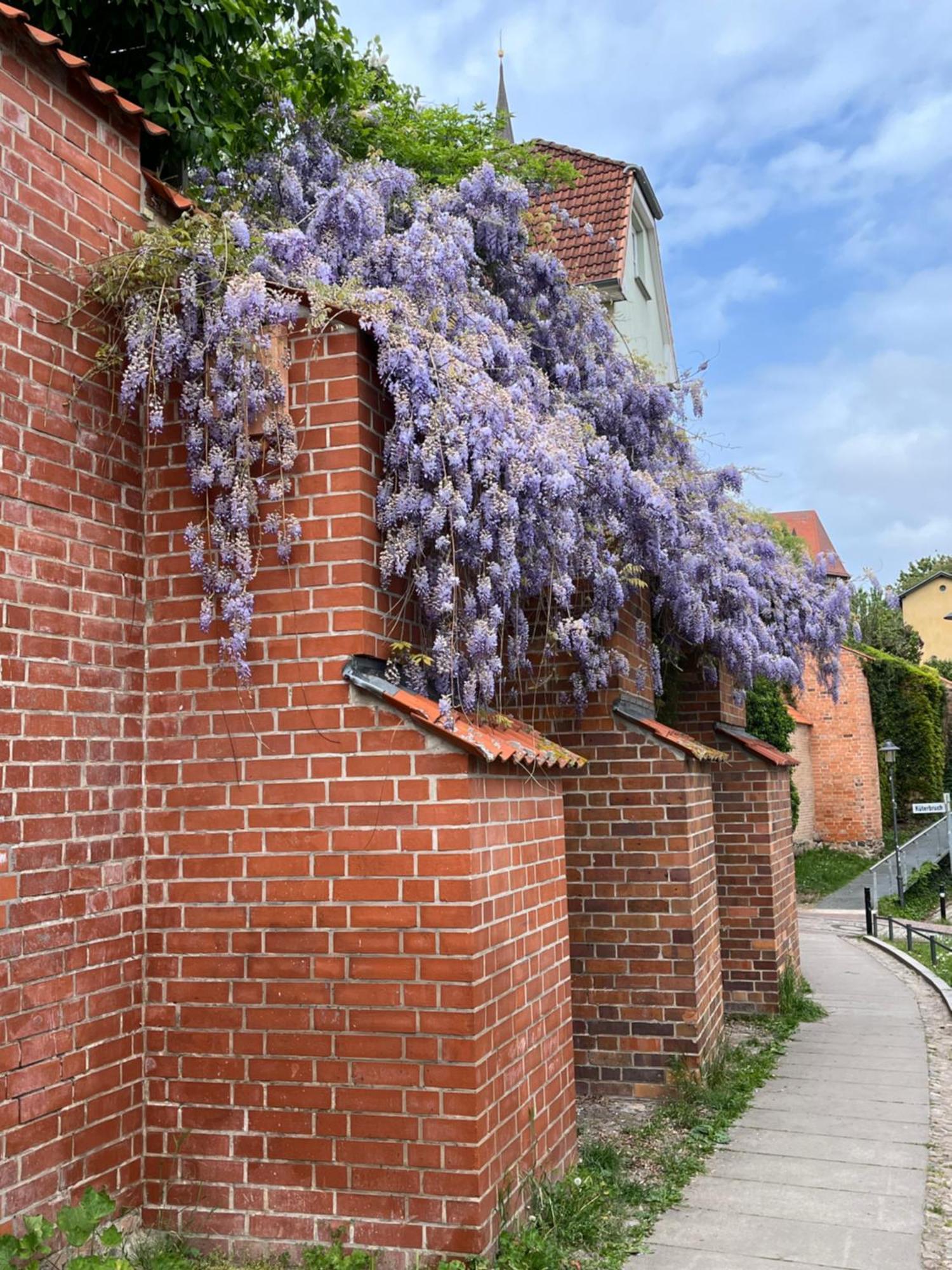 Ferienwohnung An Der Historischen Stadtmauer روستوك المظهر الخارجي الصورة